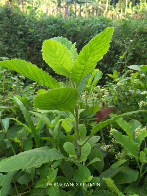 sambong plant for sale|Sambong (Blumea balsamifera) .